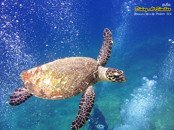 【泰國深潛（潛水）攻略】泰國哪些地方可以潛水、潛水價格、船宿潛水、潛水注意事