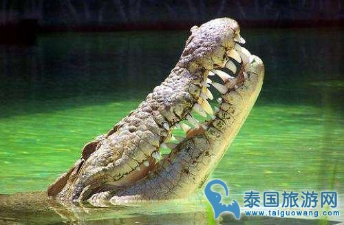 曼谷北榄鳄鱼湖动物园好不好玩，门票是多少？