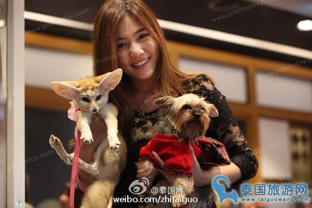 宠物控们快看过来2016泰国国际宠博会即将开幕