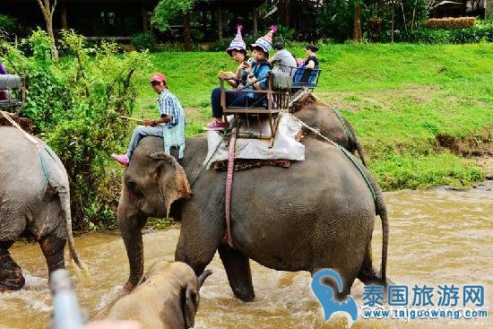 湄登大象训练营