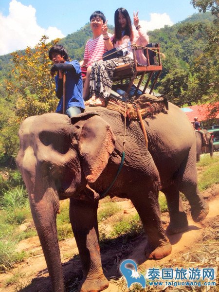 湄登大象训练营