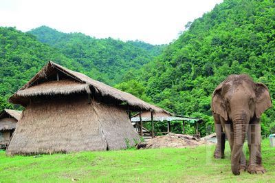清迈大象自然保护公园和大象零距离接触