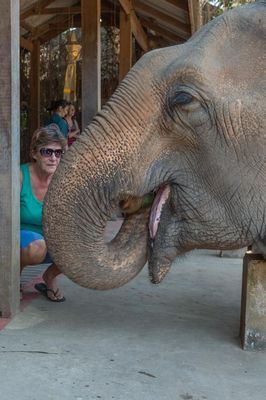 清迈大象自然保护公园和大象零距离接触