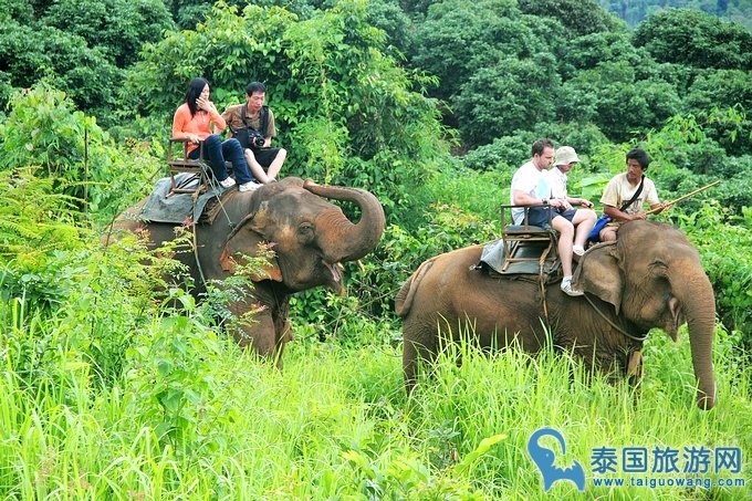 泰国必玩项目——骑大象