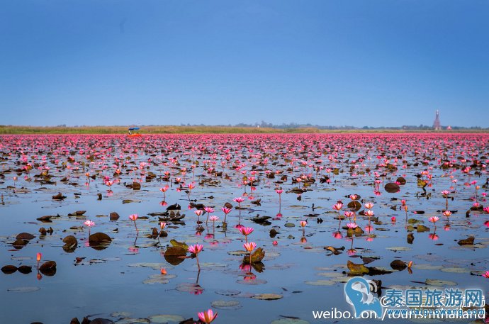 好消息!泰国乌隆府“红莲海”提前开放啦！