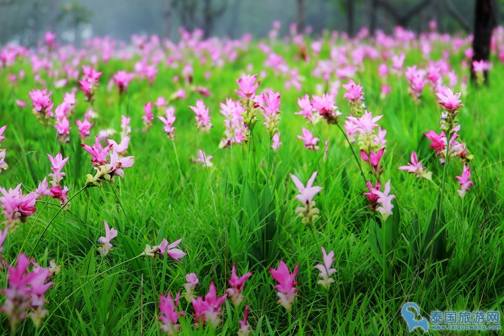 适合雨季游玩的十大景点