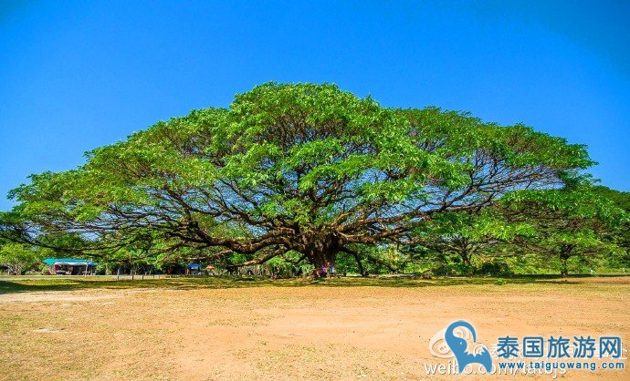 泰国神奇景观“过100岁的大雨树”