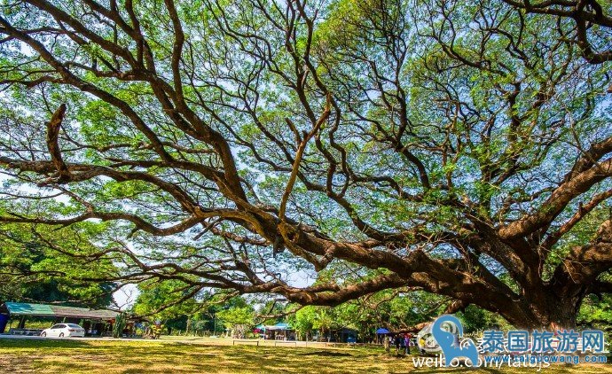 泰国神奇景观“过100岁的大雨树”