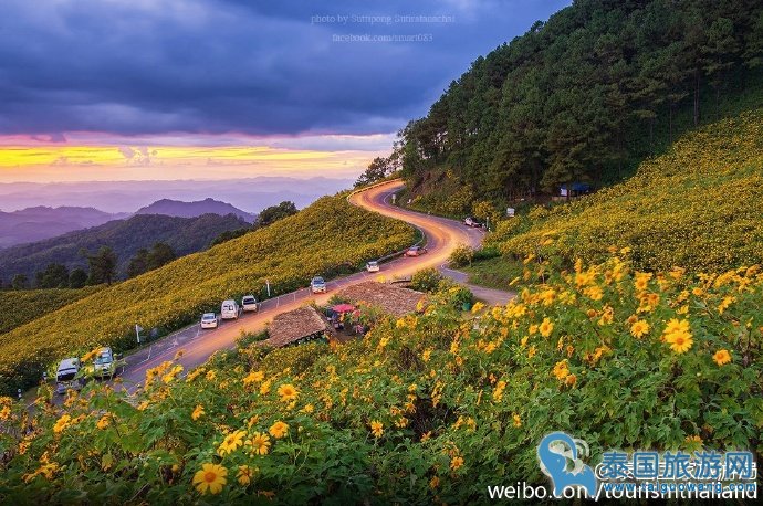 去夜丰颂府看1600平金黄花海