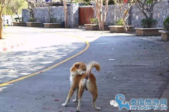 泰国拍摄婚纱照圣地--西昌岛游玩/交通攻略