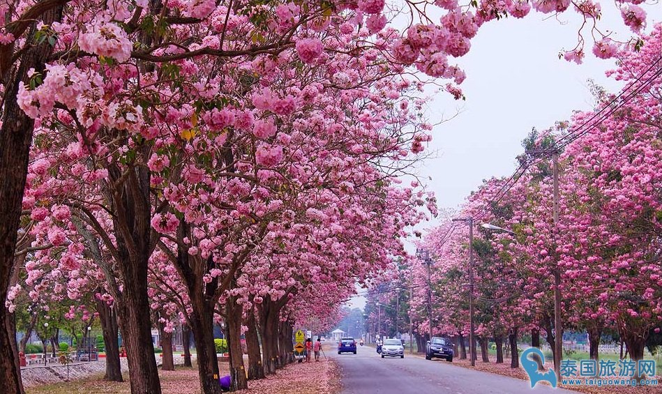 泰国五大树荫隧道