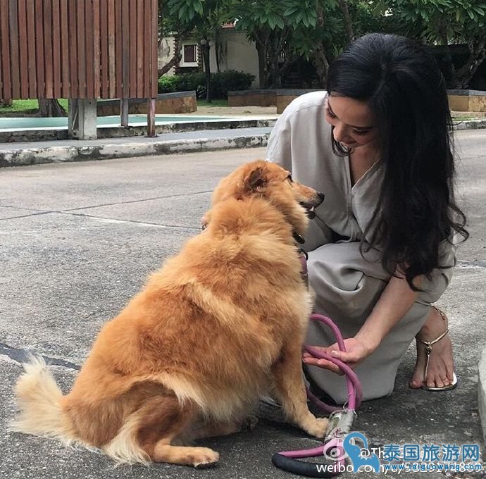 Aum男友许久没联系,努力工作陪狗狗