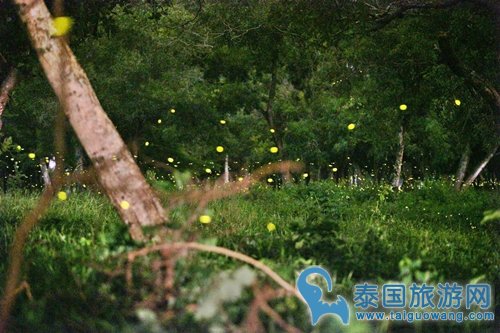 泰国上万只萤火虫林地繁殖，一闪一闪场面壮观