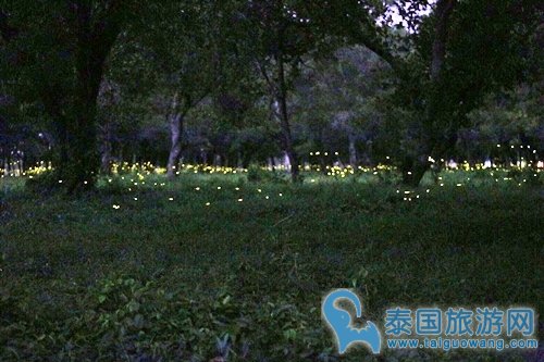 泰国上万只萤火虫林地繁殖，一闪一闪场面壮观