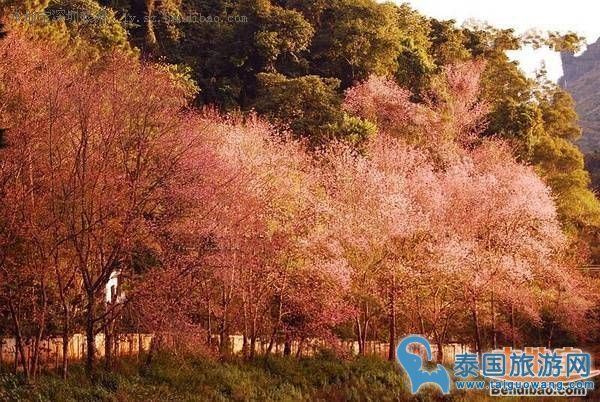 清迈樱花什么时候开？