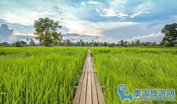 泰国十大稻田绿浪美景