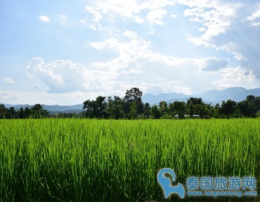 泰国十大稻田绿浪美景