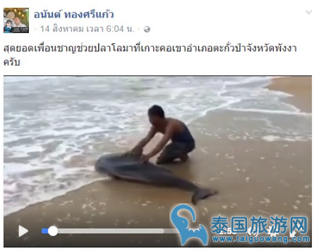 海豚搁浅 泰国攀牙府村民送海豚回家