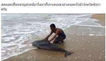 海豚搁浅 泰国攀牙府村民送海豚回家