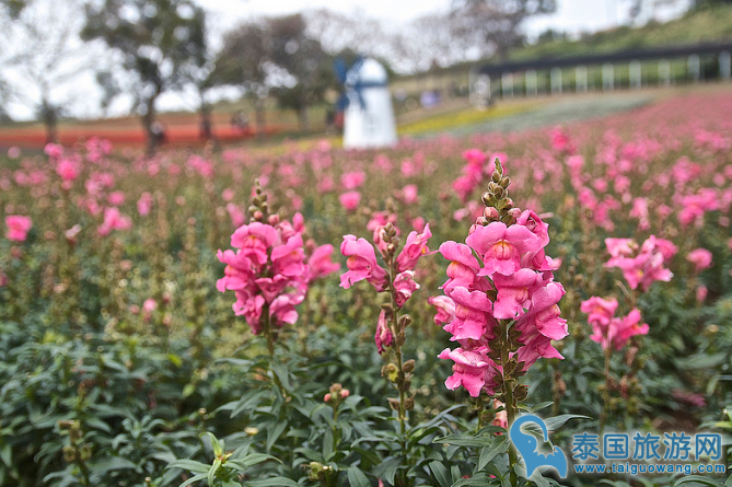 泰国金鱼草