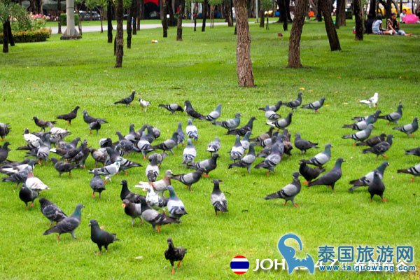 去曼谷地铁沿线景点公园--恰图恰公园野餐喂鸽子