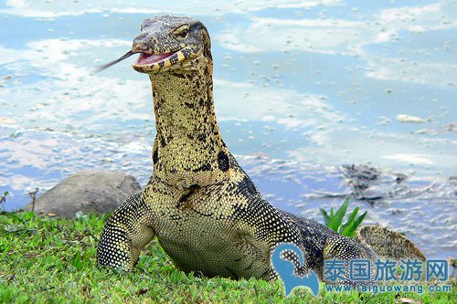 水巨蜥 Water monitor(学名Varanus salvator)2