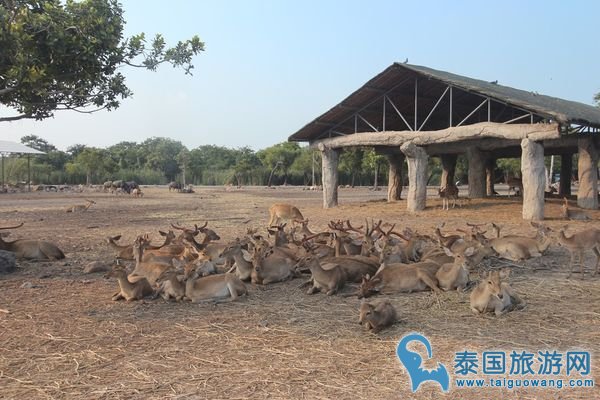 曼谷野生动物园