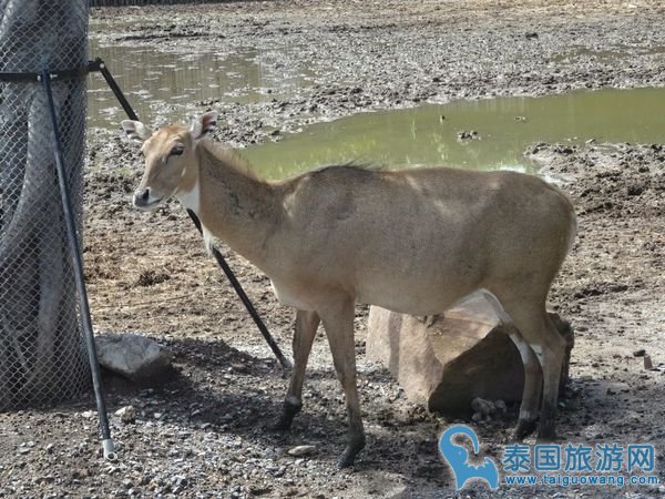 曼谷野生动物园