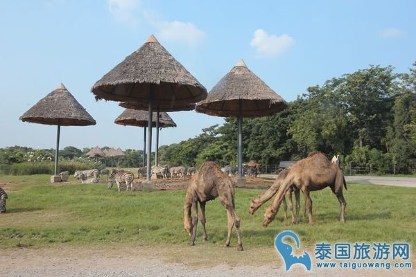 曼谷野生动物园