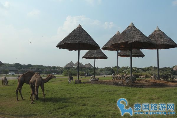 曼谷野生动物园