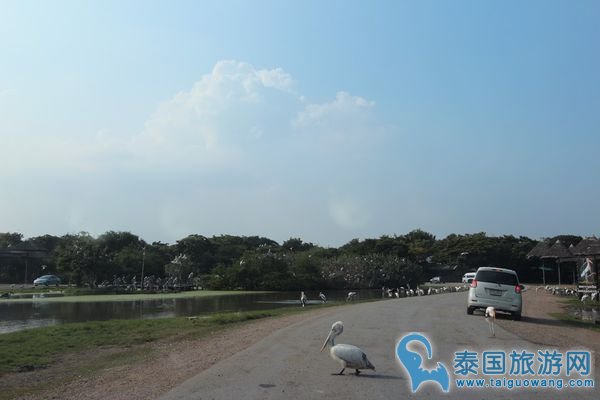 曼谷野生动物园