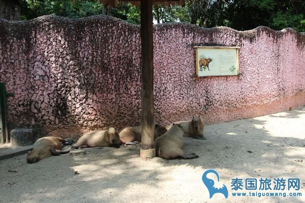 曼谷野生动物园