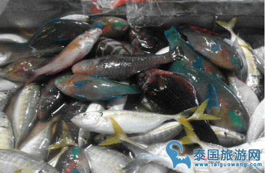 甲米菜市场内商贩偷售鹦鹉鱼,遭举报