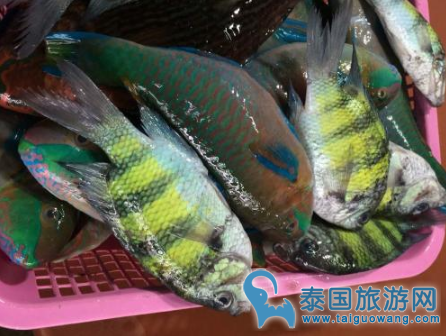 甲米菜市场内商贩偷售鹦鹉鱼,遭举报