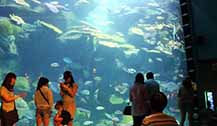 东南亚最大的水族馆 -- 曼谷4D暹逻海洋世界
