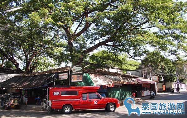 清迈印象 绿色老大树 红色双条车.jpg