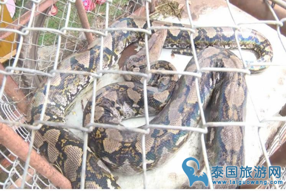泰国巨蟒偷吃猪