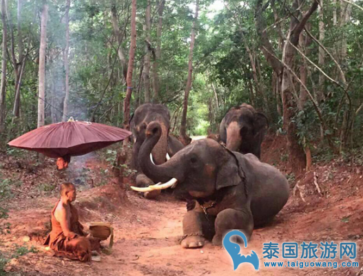 泰国大象跪拜高僧 照片引争议