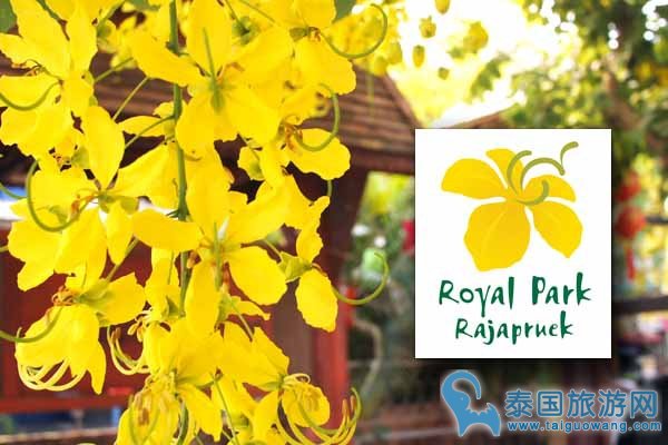清迈花博Royal Park Rajapruek-Cassia fistula 阿勃勒Golden Shower flower黄金雨