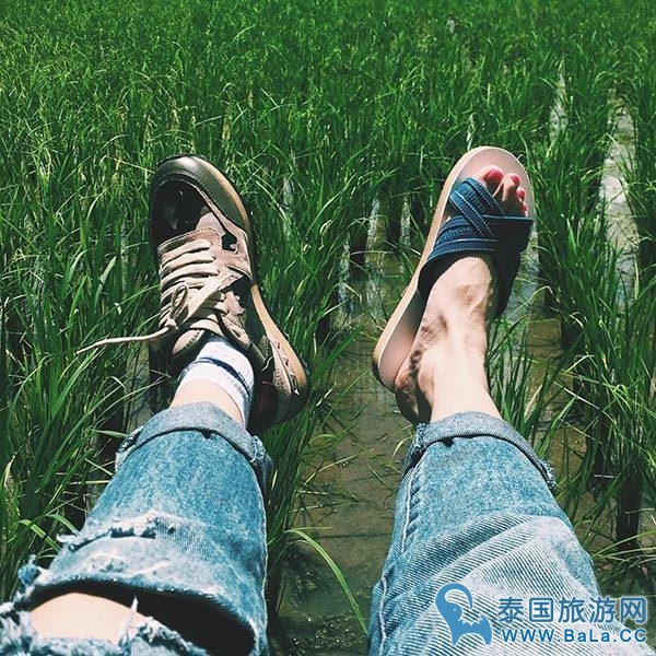 歌星Brandnew有颗农民心 农活样样来