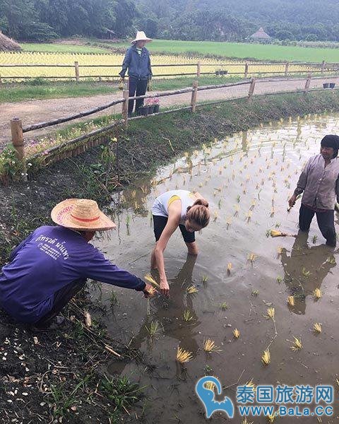歌星Brandnew有颗农民心 农活样样来