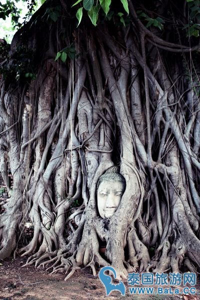 大城帕玛哈泰寺内部环境和佛像观一观