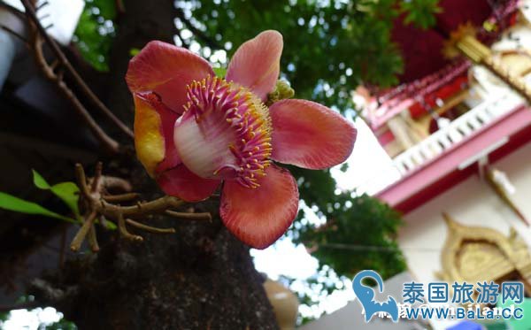 清迈最有意思的寺庙:Wat Phan On攀安寺 开在集市旁的寺庙