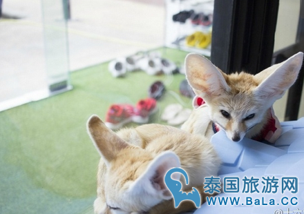 曼谷little zoo cafe咖啡店，边享美食边逗小动物！