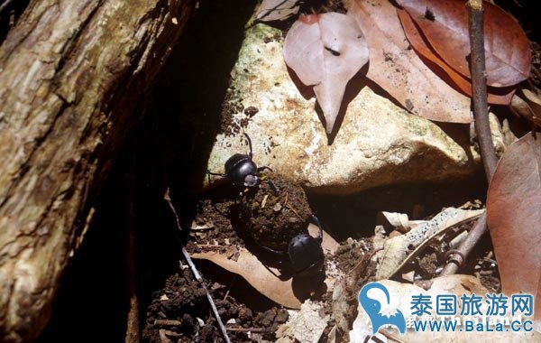华欣著名奇特景点--帕亚那空穴中庙Phraya Nakhon Cave