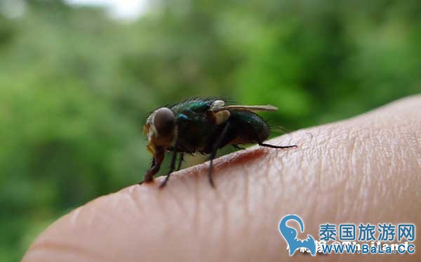 泰国防蚊液膏哪个牌子好用?