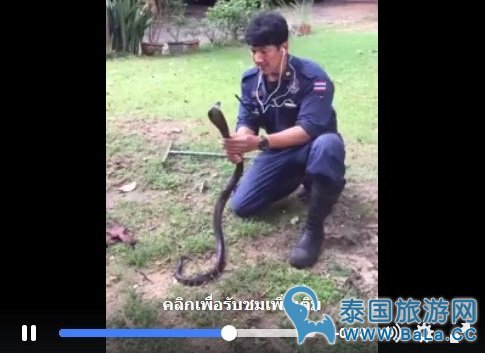 消防员徒手抓眼镜王蛇! 厉害了我的哥