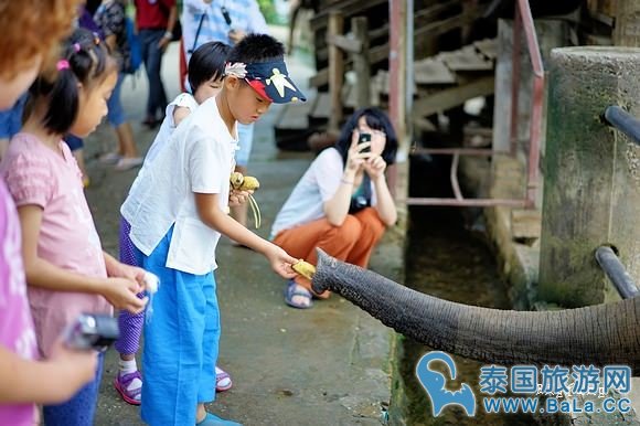 清迈大象公园Maetaeng Elephant Park+竹筏一日游