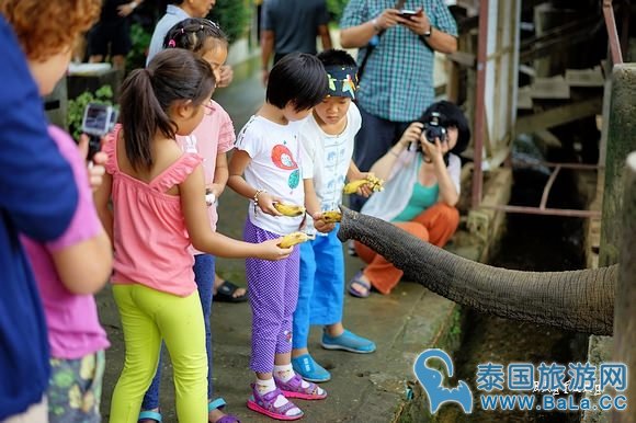 清迈大象公园Maetaeng Elephant Park+竹筏一日游