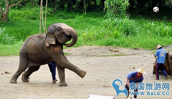 清迈大象公园Maetaeng Elephant Park+竹筏一日游